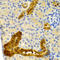 Parvalbumin antibody, LS-C332250, Lifespan Biosciences, Immunohistochemistry frozen image 