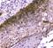 Anoctamin 1 antibody, A00713, Boster Biological Technology, Immunohistochemistry paraffin image 
