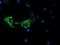 Cytochrome C Oxidase Subunit 6A1 antibody, NBP2-02781, Novus Biologicals, Immunofluorescence image 