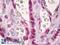 Histone Cluster 1 H2A Family Member M antibody, LS-B7067, Lifespan Biosciences, Immunohistochemistry frozen image 
