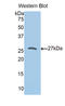 Peroxiredoxin 3 antibody, LS-C300240, Lifespan Biosciences, Western Blot image 