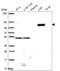 WD repeat-containing protein 72 antibody, HPA059819, Atlas Antibodies, Western Blot image 