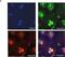 ATPase Plasma Membrane Ca2+ Transporting 4 antibody, H00000493-M07, Novus Biologicals, Immunofluorescence image 