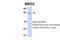 Bromodomain Containing 3 antibody, 25-204, ProSci, Western Blot image 