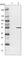 DNA Polymerase Epsilon 2, Accessory Subunit antibody, HPA027555, Atlas Antibodies, Western Blot image 