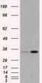 Pim-2 Proto-Oncogene, Serine/Threonine Kinase antibody, GTX83892, GeneTex, Western Blot image 