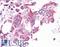NIMA Related Kinase 6 antibody, LS-A7305, Lifespan Biosciences, Immunohistochemistry frozen image 