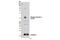 Caveolin 1 antibody, 3251S, Cell Signaling Technology, Western Blot image 