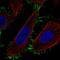 Transmembrane Protein 229A antibody, PA5-63294, Invitrogen Antibodies, Immunofluorescence image 