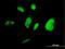 Transcription Elongation Factor A3 antibody, H00006920-M07, Novus Biologicals, Immunocytochemistry image 