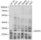 SET And MYND Domain Containing 3 antibody, 18-606, ProSci, Western Blot image 