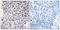 Activating Transcription Factor 1 antibody, LS-C117593, Lifespan Biosciences, Immunohistochemistry paraffin image 