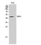 Neuromedin U Receptor 1 antibody, A09256, Boster Biological Technology, Western Blot image 