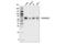 Nuclear Receptor Subfamily 2 Group C Member 2 antibody, 31646S, Cell Signaling Technology, Western Blot image 