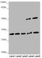 Holocytochrome C Synthase antibody, orb40918, Biorbyt, Western Blot image 