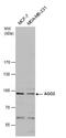 Argonaute RISC Catalytic Component 2 antibody, PA5-78474, Invitrogen Antibodies, Western Blot image 