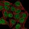 Transcription Factor 7 antibody, NBP2-57570, Novus Biologicals, Immunocytochemistry image 
