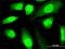 SP140 Nuclear Body Protein antibody, H00011262-M07, Novus Biologicals, Immunocytochemistry image 