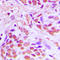 Serum Response Factor antibody, LS-C352873, Lifespan Biosciences, Immunohistochemistry frozen image 