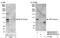 Eukaryotic Elongation Factor 2 Kinase antibody, NB100-87019, Novus Biologicals, Western Blot image 