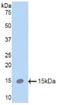Surfactant Protein C antibody, LS-C296555, Lifespan Biosciences, Western Blot image 
