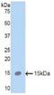 SP5 antibody, LS-C296555, Lifespan Biosciences, Western Blot image 