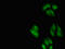 Nuclear RNA Export Factor 1 antibody, LS-C678887, Lifespan Biosciences, Immunofluorescence image 