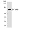 Solute Carrier Family 6 Member 8 antibody, LS-C200699, Lifespan Biosciences, Western Blot image 