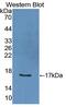 Interleukin 2 antibody, MBS2027352, MyBioSource, Western Blot image 
