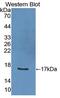 Interleukin 2 antibody, MBS2027352, MyBioSource, Western Blot image 