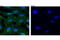 Catenin Beta 1 antibody, 8480P, Cell Signaling Technology, Immunofluorescence image 
