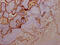 Growth Hormone 1 antibody, CSB-RA891358A0HU, Cusabio, Immunohistochemistry paraffin image 