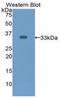 Endothelin Converting Enzyme 1 antibody, LS-C293756, Lifespan Biosciences, Western Blot image 