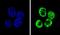 Cyclin I Family Member 2 antibody, PA5-35081, Invitrogen Antibodies, Immunofluorescence image 