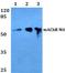 Cholinergic Receptor Muscarinic 4 antibody, A08161, Boster Biological Technology, Western Blot image 