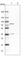 GDH antibody, HPA005440, Atlas Antibodies, Western Blot image 