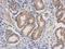 Dihydrofolate Reductase antibody, GTX117705, GeneTex, Immunohistochemistry paraffin image 