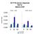 TATA-Box Binding Protein Associated Factor 12 antibody, A06944, Boster Biological Technology, Chromatin Immunoprecipitation image 