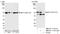 Methyltransferase Like 3 antibody, NB100-77310, Novus Biologicals, Immunoprecipitation image 