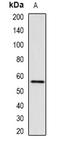Ring Finger Protein 8 antibody, orb341268, Biorbyt, Western Blot image 