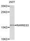 Phospholipase A And Acyltransferase 4 antibody, STJ111413, St John