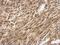 Solute Carrier Family 25 Member 11 antibody, NBP2-20385, Novus Biologicals, Immunohistochemistry frozen image 