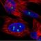 NOP56 Ribonucleoprotein antibody, NBP2-36778, Novus Biologicals, Immunocytochemistry image 