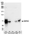 Zinc Finger Protein 503 antibody, A304-059A, Bethyl Labs, Western Blot image 