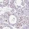 BTB Domain Containing 10 antibody, HPA046777, Atlas Antibodies, Immunohistochemistry frozen image 