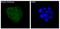 Insulin antibody, M00067-1, Boster Biological Technology, Immunofluorescence image 