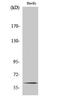 Transcription Factor 4 antibody, A00674-1, Boster Biological Technology, Western Blot image 