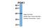 Phosphoglycerate Kinase 1 antibody, 30-362, ProSci, Enzyme Linked Immunosorbent Assay image 