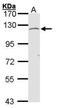 Exostosin Like Glycosyltransferase 3 antibody, PA5-27573, Invitrogen Antibodies, Western Blot image 