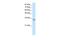 Ribonuclease H2 Subunit A antibody, PA5-41816, Invitrogen Antibodies, Western Blot image 